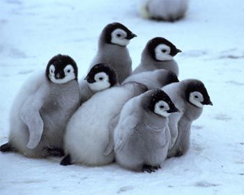 mer pingviner
